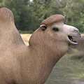 Two Humped Camel Standing Gracefully In Natural Outdoor Grassland Environment