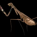 Brown Mantis Insect With Long Legs And Extended Front Limbs On Black Background 3d model