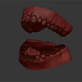 Red Upper and Lower Jaw Dental Model Medical Device for Teaching 3d model