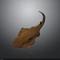 Brown Flat Ray With Long Tail Displayed As Specimen On Dark Surface