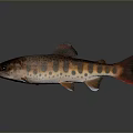 Vibrant Orange Spotted Red Finned Fresh Fish As Essential Culinary Ingredient For Daily Kitchen Use