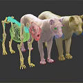 Detailed Animal Anatomical Medical Device Models for Medical Education with Skeletal Muscular Structures