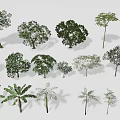 Different Types of Arbor Trees with Various Shapes and Sizes for Garden Design