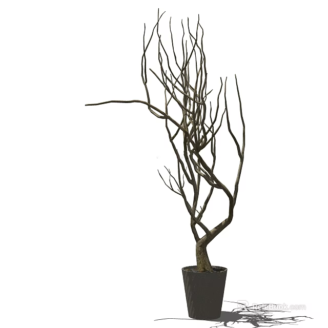 Artistic Bonsai Plant with Leafless Twisted Branches and Curved Trunk in Black Pot 3d model 