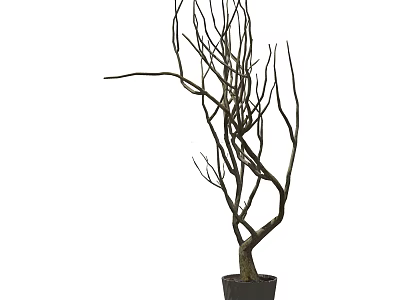 Artistic Bonsai Plant with Leafless Twisted Branches and Curved Trunk in Black Pot 3d model