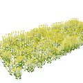 Vibrant Yellow Flowers With Green Leaves Growing In Lush Natural Garden