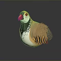3D Rendered Quail With Red Beak Contrasting Dark Light Head And Striped Brown White Feathers