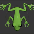 Green Frog With Large Black Eyes On Black Background