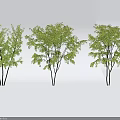 Three Isolated Trees With Green Leaves And Slender Trunks On White Background