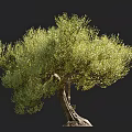 Large Olive Tree with Lush Green Foliage and Twisted Trunk Featuring Human Silhouette for Scale
