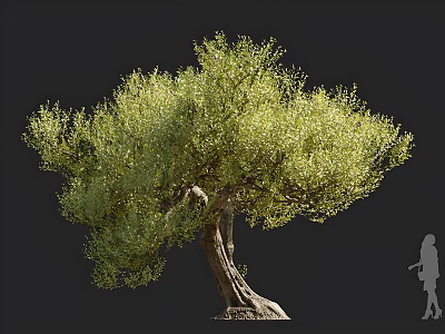 Large Olive Tree with Lush Green Foliage and Twisted Trunk Featuring Human Silhouette for Scale 3d model