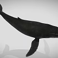Black Whale Aquatic Animal Model With Detailed Features And Gray Background