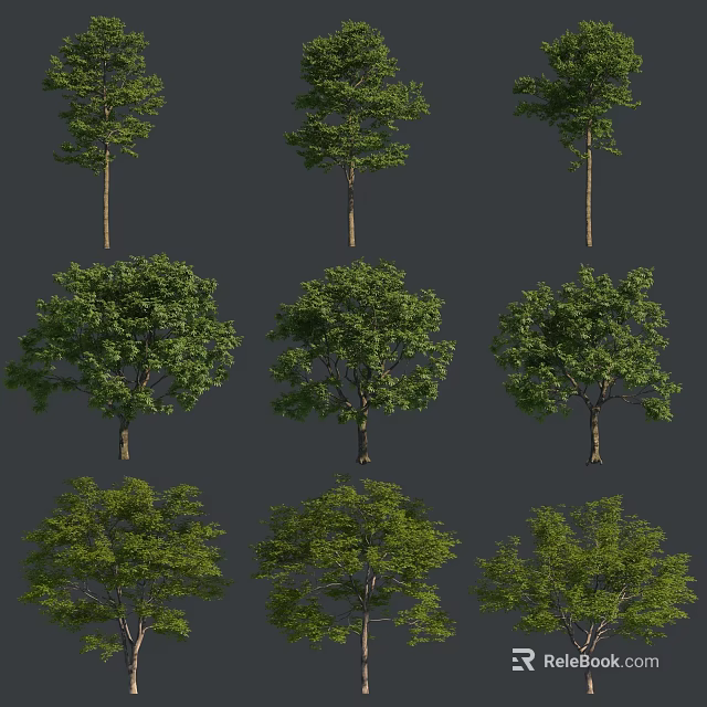 Various Types Of Arbor Trees With Lush Green Foliage And Different Trunk Shapes Displayed 3d model 