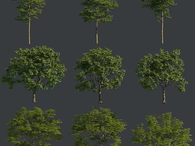 Various Types Of Arbor Trees With Lush Green Foliage And Different Trunk Shapes Displayed 3d model