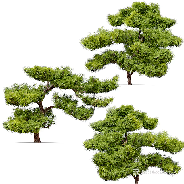 Tall Evergreen Trees With Lush Green Foliage And Unique Curved Branches 3d model 