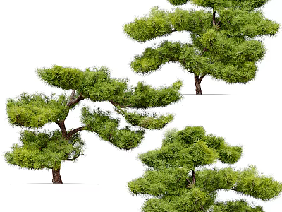Tall Evergreen Trees With Lush Green Foliage And Unique Curved Branches 3d model