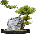 Bonsai Tree with Curved Trunk Lush Green Foliage and Natural Stone on Black Circular Base