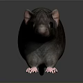 Realistic Dark Fur Mouse With Pink Ears And Long Tail On Gray Background