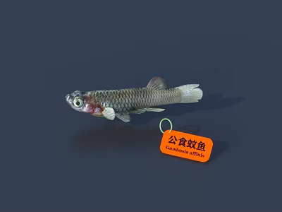 Fish 3D Model 3d model