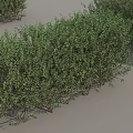 Various Shaped Green Shrubs For Garden Landscaping And Outdoor Decoration