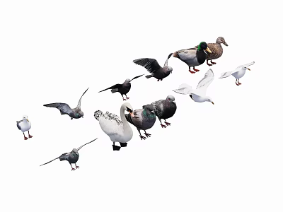 Different Flying Birds Featuring Pigeons Ducks Seagulls Flying and Standing Together 3d model