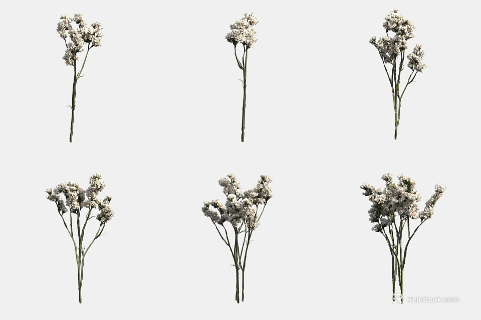 Dried Flowers With White Small Blooms And Slender Stems In Natural 3d model 