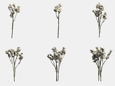 Dried Flowers With White Small Blooms And Slender Stems In Natural 3d model