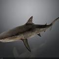 Realistic 3D Rendered Striped Brown Shark with Lifelike Features on Dark Background
