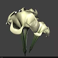 Stunning White Calla Lilies With Three Blooms And Green Stems 3d model
