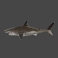 Fierce Shark Character From Game And Movie With Sharp Teeth And 3D Design
