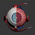 Medical Eyeball Anatomical Model With Detailed Vascular And Internal Structure