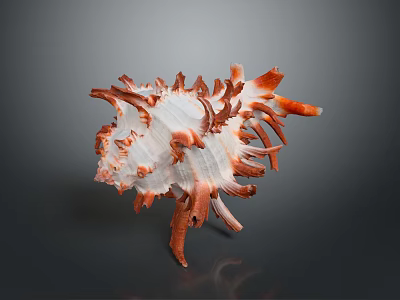 Red And White Spiky Conch Shell On Dark Reflective Background 3d model