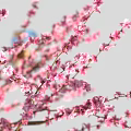 Delicious Outdoor Picnic Food Under Pink Blossom Trees With People