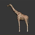 Realistic Giraffe Model With Brown Spots And Long Neck Standing On Gray Background