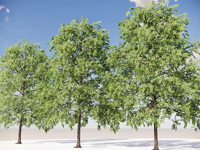 Modern deciduous trees roadside trees street trees community greening landscape trees red leaf trees dwarf trees broad-leaved trees plant trees green trees 3d model