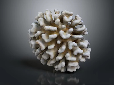Tiny Marine Polyps Forming White Coral Colony Against Dark Background 3d model