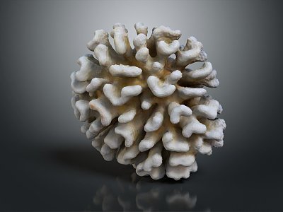 Modern Coral Red Coral White Coral Blue Coral 3d model