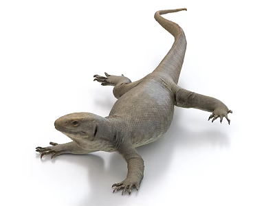 Reptile Lizard With Gray Skin Long Tail And Stretched Limbs On White Background 3d model