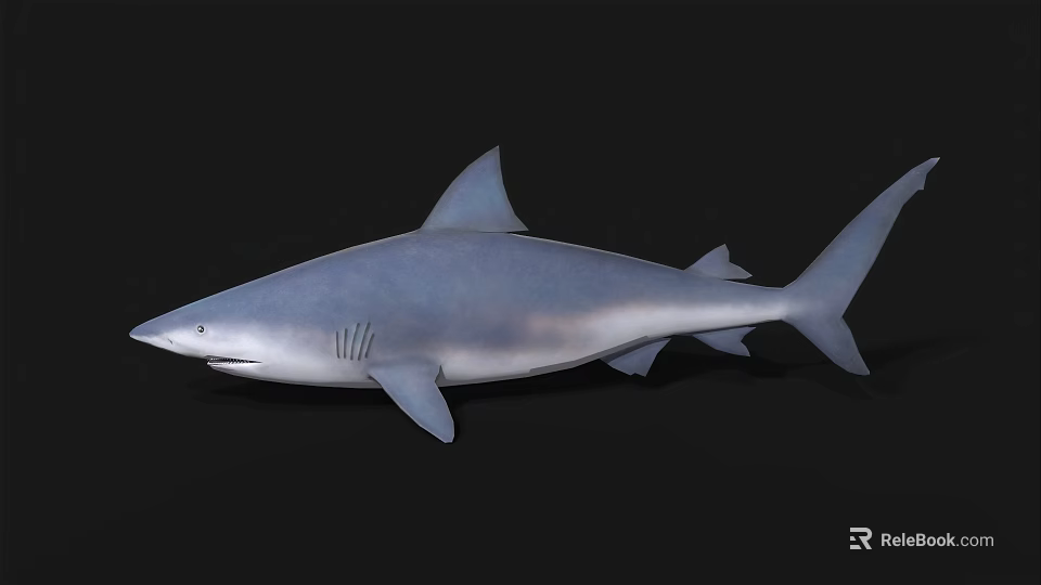 Realistic 3D Shark Model with Blue Gray Color and Dorsal Fin 3d model 
