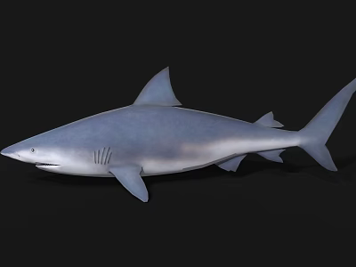 Realistic 3D Shark Model with Blue Gray Color and Dorsal Fin 3d model