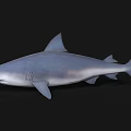 Realistic 3D Shark Model with Blue Gray Color and Dorsal Fin
