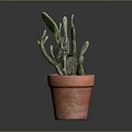 Green Cactus Plant in Terracotta Pot with Healthy Pads and Soil