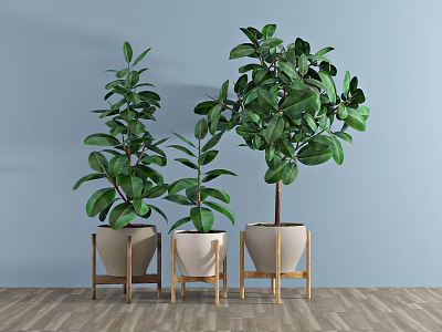 Indoor Potted Plants with Light Pots on Wooden Stands Against Blue Wall and Wooden Floor 3d model