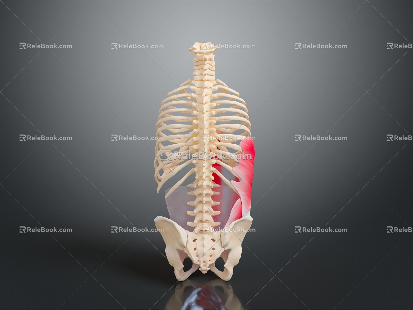 skeleton human skeleton human body organ human body tissue human body structure human anatomy 3d model