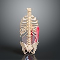 skeleton human skeleton human body organ human body tissue human body structure human anatomy 3d model