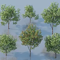 Various Arbor Tree Species with Green Foliage and Diverse Forms in 3d model