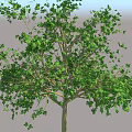 Lush Green Arbor With Dense Foliage Strong Trunk And Healthy Branches