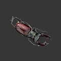 Vibrant Red Black Stag Beetle Displaying Large Shiny Mandibles on Dark Background