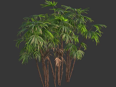 Clumping Bamboo Plants With Green Leaves And Brown Stems In Natural Growth 3d model