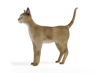 Animal Feline Cat 3d model